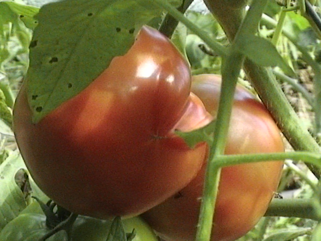 tomatoe